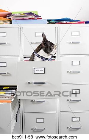 Stock Photo - Boston Terrier in drawer of file cabinet. Fotosearch