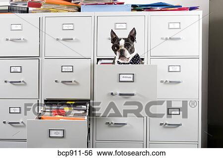 Stock Photograph - Boston Terrier in drawer of file cabinet. Fotosearch