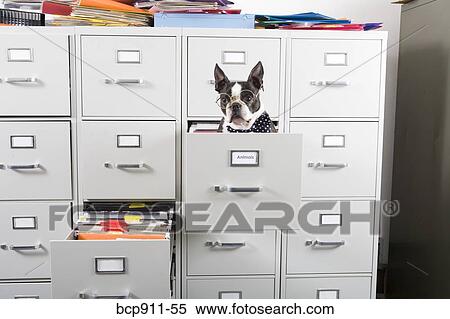 Boston Terrier in drawer of file cabinet View Large Photo Image Stock Photography - Boston Terrier in drawer of file cabinet. Fotosearch