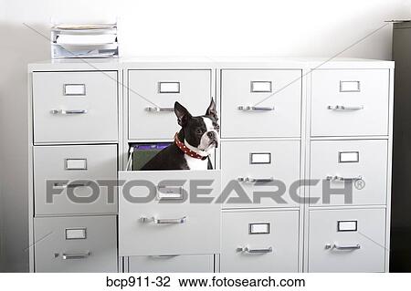 Stock Image - Boston Terrier sitting in drawer of file cabinet. Fotosearch