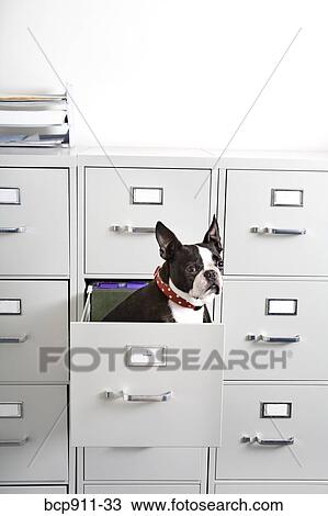 Stock Image - Boston Terrier sitting in drawer of file cabinet. Fotosearch