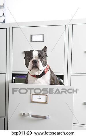 Boston Terrier sitting in file drawer View Large Photo Image Stock Photo - Boston Terrier sitting in file drawer. Fotosearch
