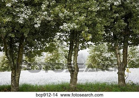 Holly farm with trees and bushes lightly covered in snow View Large Photo Image Picture - Holly farm with trees and bushes lightly covered in snow. Fotosearch