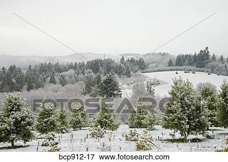 Stock Photo - Holly farm with trees and bushes lightly covered in snow. Fotosearch