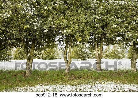 Stock Photo - Holly farm with trees and bushes lightly covered in snow. Fotosearch