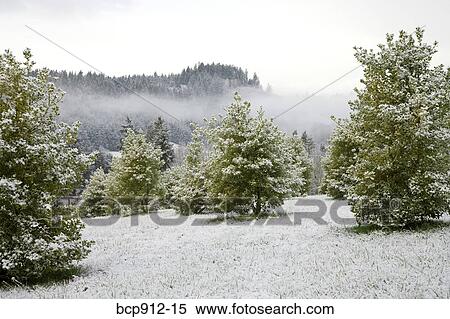 Stock Photography - Holly farm with trees and bushes lightly covered in snow. Fotosearch