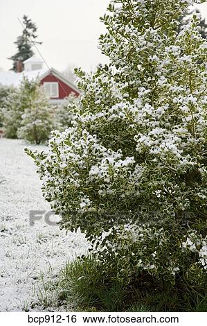 Stock Photograph - Holly tree with house in background. Fotosearch