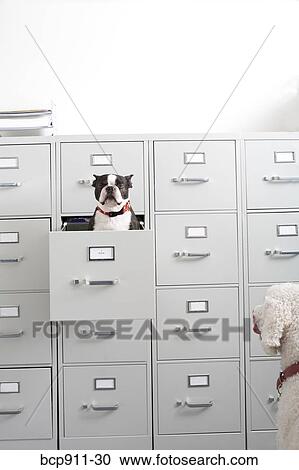 Stock Image - Poodle looking at Boston Terrier sitting in file drawer. Fotosearch
