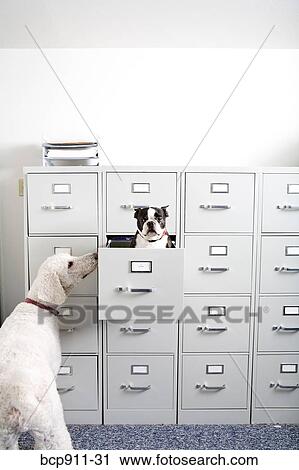 Stock Image - Poodle looking at Boston Terrier sitting in file drawer. Fotosearch