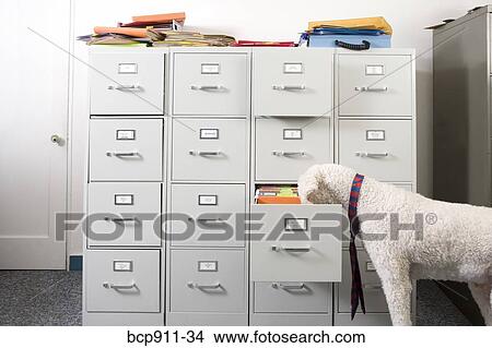 Poodle wearing necktie sniffing open drawer of file cabinet View Large Photo Image Picture - Poodle wearing necktie sniffing open drawer of file cabinet. Fotosearch