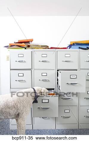 Stock Photography - Poodle wearing necktie sniffing open drawer of file cabinet. Fotosearch