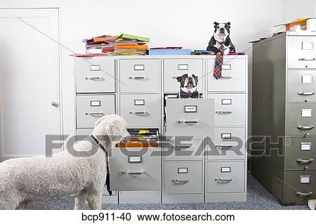 Stock Image - Poodle with two Boston Terriers sitting in and on top of file cabinet. Fotosearch