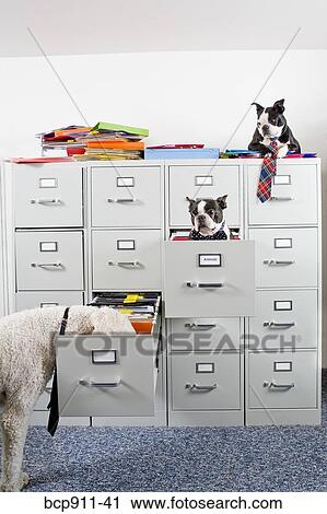 Stock Image - Poodle with two Boston Terriers sitting in and on top of file cabinet. Fotosearch