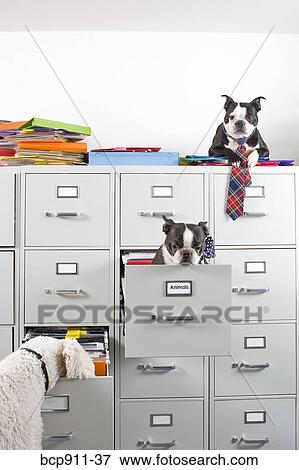 Stock Photo - Poodle with two Boston Terriers sitting in and on top of file cabinet. Fotosearch