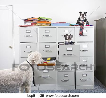 Poodle With Two Boston Terriers Sitting In And On Top Of File Cabinet Stock Photo Bcp911 39 Fotosearch