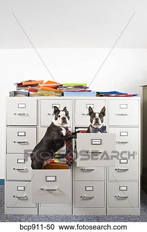 Stock Image - Two Boston Terriers in drawers of file cabinet. Fotosearch