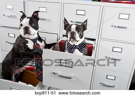 Two Boston Terriers in drawers of file cabinet View Large Photo Image Stock Image - Two Boston Terriers in drawers of file cabinet. Fotosearch