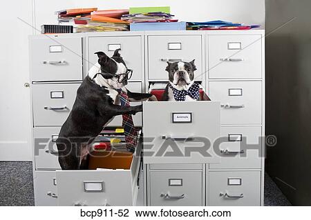 Stock Image - Two Boston Terriers in drawers of file cabinet. Fotosearch