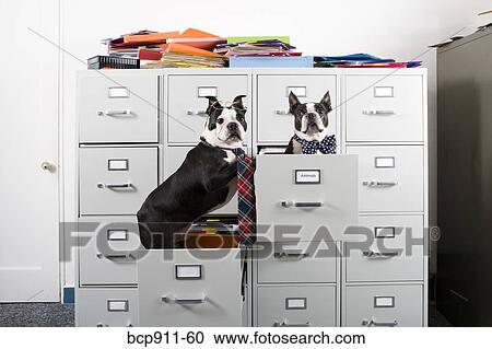Stock Image - Two Boston Terriers in drawers of file cabinet. Fotosearch