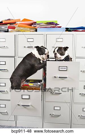 Stock Photo - Two Boston Terriers in drawers of file cabinet. Fotosearch
