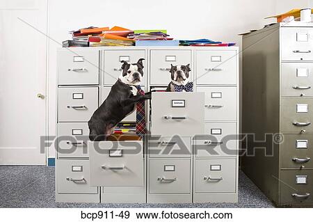 Stock Photo - Two Boston Terriers in drawers of file cabinet. Fotosearch