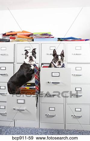 Two Boston Terriers in drawers of file cabinet View Large Photo Image Stock Photo - Two Boston Terriers in drawers of file cabinet. Fotosearch