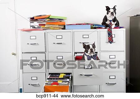 Two Boston Terriers sitting in and on top of file cabinet View Large Photo Image Picture - Two Boston Terriers sitting in and on top of file cabinet. Fotosearch
