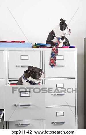 Two Boston Terriers sitting in and on top of file cabinet View Large Photo Image Stock Image - Two Boston Terriers sitting in and on top of file cabinet. Fotosearch