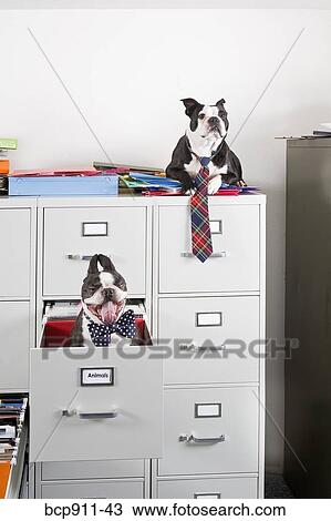 Stock Image - Two Boston Terriers sitting in and on top of file cabinet. Fotosearch