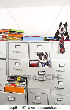 Two Boston Terriers sitting in and on top of file cabinet View Large Photo Image Stock Photo - Two Boston Terriers sitting in and on top of file cabinet. Fotosearch