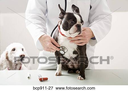 Veterinarian checking Boston Terrier dog with stethoscope View Large Photo Image Stock Photo - Veterinarian checking Boston Terrier dog with stethoscope. Fotosearch