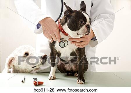Stock Photo - Veterinarian checking Boston Terrier dog with stethoscope. Fotosearch