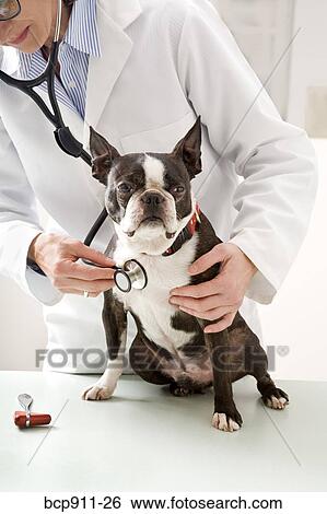 Stock Photograph - Veterinarian checking Boston Terrier dog with stethoscope. Fotosearch