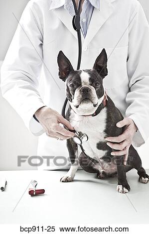 Veterinarian checking Boston Terrier dog with stethoscope View Large Photo Image Stock Photography - Veterinarian checking Boston Terrier dog with stethoscope. Fotosearch