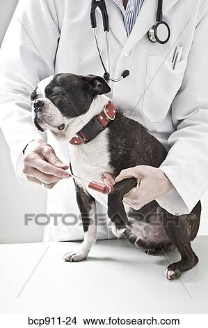 Picture - Veterinarian testing reflexes of a Boston Terrier dog. Fotosearch