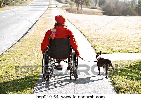 Picture - Woman in wheelchair taking her dog for a walk. Fotosearch