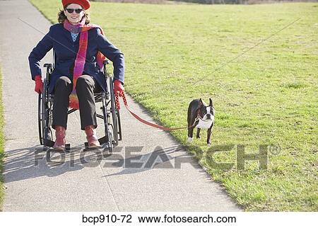 Woman in wheelchair taking her dog for a walk View Large Photo Image Stock Image - Woman in wheelchair taking her dog for a walk. Fotosearch