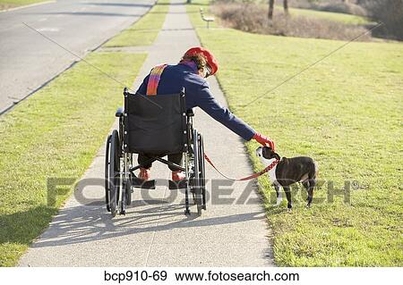 Woman in wheelchair taking her dog for a walk View Large Photo Image Stock Photo - Woman in wheelchair taking her dog for a walk. Fotosearch
