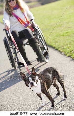 Woman in wheelchair taking her dog for a walk View Large Photo Image Stock Photo - Woman in wheelchair taking her dog for a walk. Fotosearch