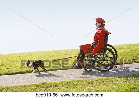 Woman in wheelchair taking her dog for a walk View Large Photo Image Stock Photograph - Woman in wheelchair taking her dog for a walk. Fotosearch