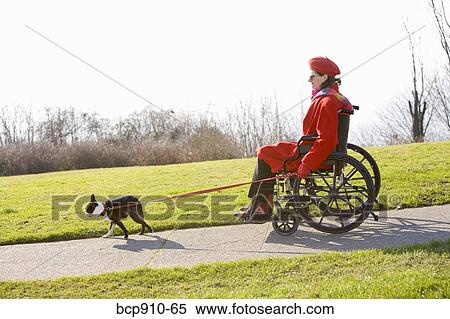 Stock Photography - Woman in wheelchair taking her dog for a walk. Fotosearch