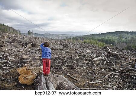 Young boy looking out at cleared landscape of fallen trees View Large Photo Image Stock Photo - Young boy looking out at cleared landscape of fallen trees. Fotosearch