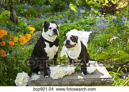 Boston terrier bride and groom View Large Photo Image Picture - Boston terrier bride and groom. Fotosearch