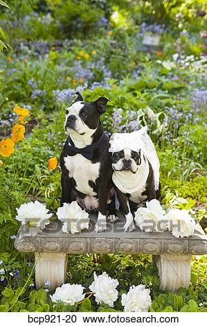 Boston terrier bride and groom View Large Photo Image Stock Image - Boston terrier bride and groom. Fotosearch