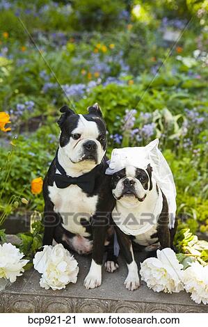 Boston terrier bride and groom View Large Photo Image Stock Image - Boston terrier bride and groom. Fotosearch