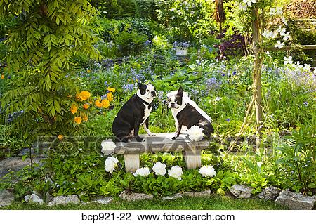 Boston terrier bride and groom View Large Photo Image Stock Image - Boston terrier bride and groom. Fotosearch