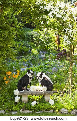 Boston terrier bride and groom View Large Photo Image Stock Image - Boston terrier bride and groom. Fotosearch