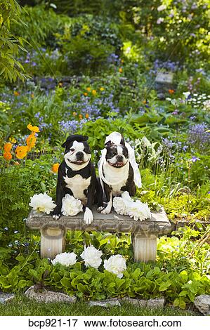 Boston terrier bride and groom View Large Photo Image Stock Photo - Boston terrier bride and groom. Fotosearch
