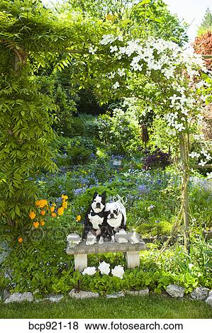 Boston terrier bride and groom View Large Photo Image Stock Photo - Boston terrier bride and groom. Fotosearch