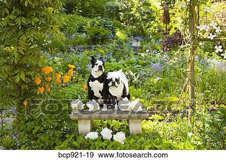 Boston terrier bride and groom View Large Photo Image Stock Photo - Boston terrier bride and groom. Fotosearch
